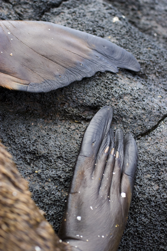 Galápagos Sealion Flipper Detail